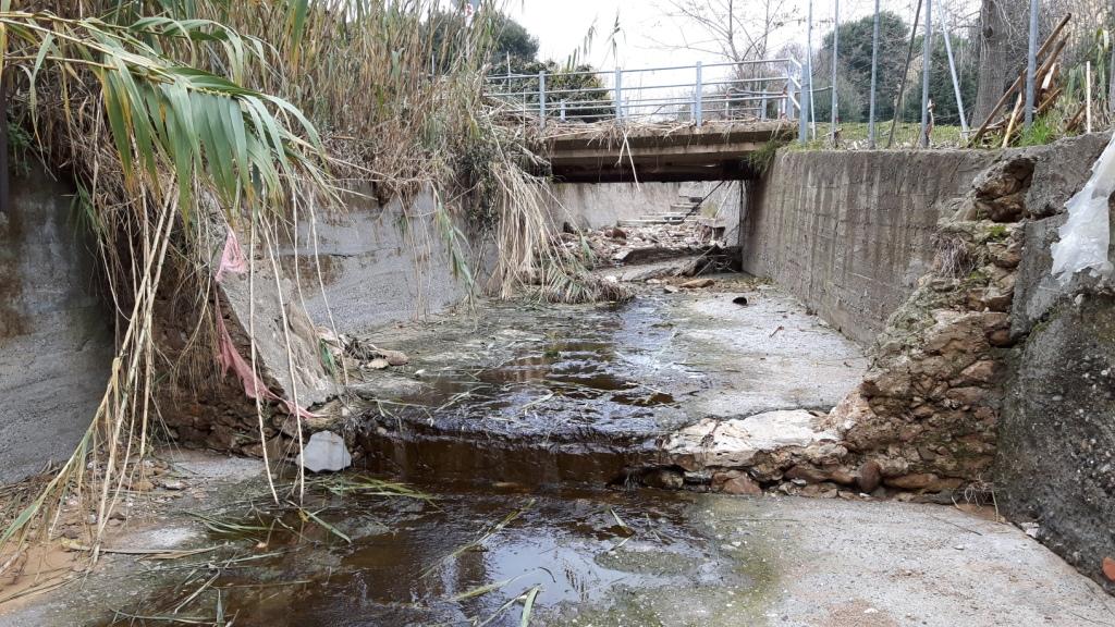 Rio Salivoli (Piombino) - rospi smeraldini in citt!